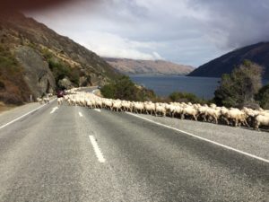 Sheep on the road during private tour of New Zealand